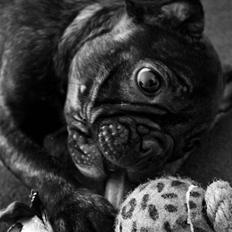 Fransk bulldog Kalua