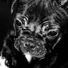 Fransk bulldog Kalua