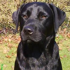 Labrador retriever Balou