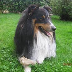 Shetland sheepdog SK Rainman (Uffe)