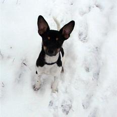 Dansk svensk gaardhund Tobbi