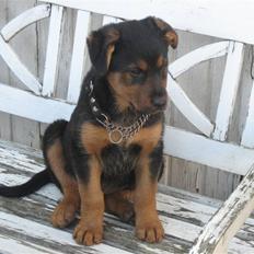 Blanding af racer Kato