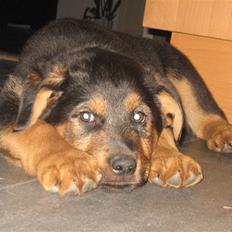 Blanding af racer Kato