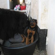 Blanding af racer Kato