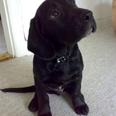 Labrador retriever Basse 