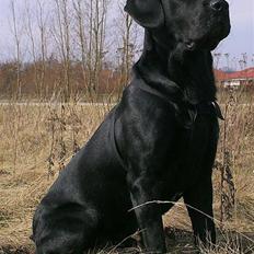 Labrador retriever Basse 