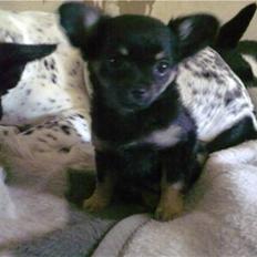 Chihuahua Cookie TAR IKKE IMOD UDFO