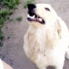 Golden retriever Hoki