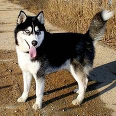 Siberian husky Taephung
