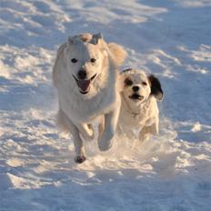 Blanding af racer Bamse