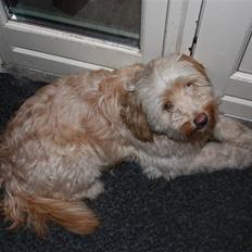 Blanding af racer Mille