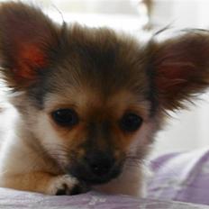 Chihuahua Bette My