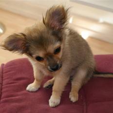 Chihuahua Bette My