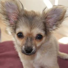 Chihuahua Bette My