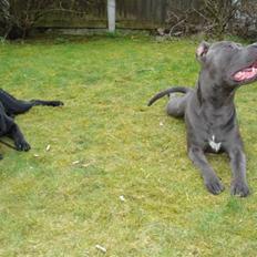 Amerikansk staffordshire terrier Bom Bom