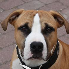 Blanding af racer Samson