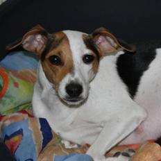 Dansk svensk gaardhund Pixi