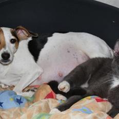 Dansk svensk gaardhund Pixi