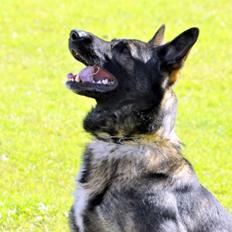 Schæferhund Jabina Kojac