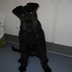 Riesenschnauzer Doolittle Kiwi