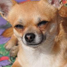 Chihuahua Diablo *udstationeret*