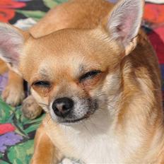 Chihuahua Diablo *udstationeret*