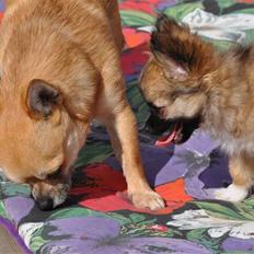 Chihuahua Diablo *udstationeret*