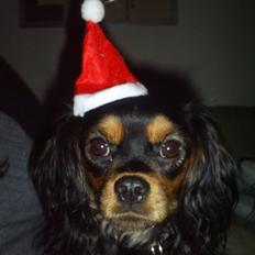 Cavalier king charles spaniel Ziggi