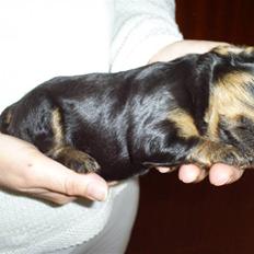 Cavalier king charles spaniel Ziggi