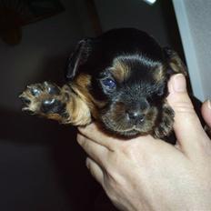 Cavalier king charles spaniel Ziggi