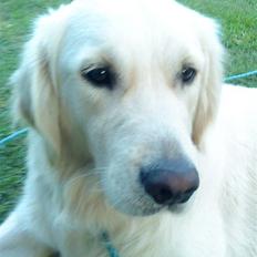 Golden retriever Ramus