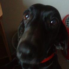 Blanding af racer Molly<3 R.I.P