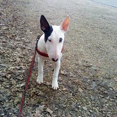 Bullterrier Chili