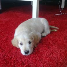 Golden retriever Nelli