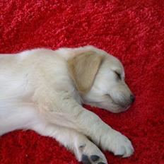 Golden retriever Nelli