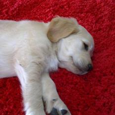 Golden retriever Nelli