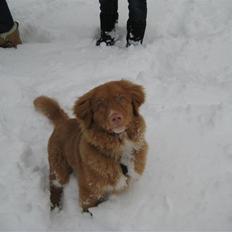 Nova scotia duck tolling retriever Max