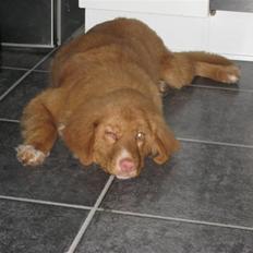 Nova scotia duck tolling retriever Max