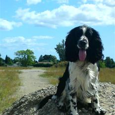 Engelsk springer spaniel Marlo