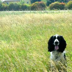 Engelsk springer spaniel Marlo
