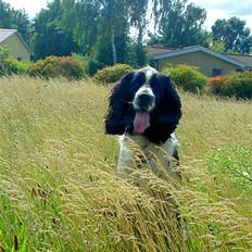 Engelsk springer spaniel Marlo