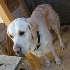 Blanding af racer Mille RIP 11/4-16