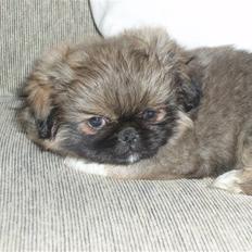 Pekingeser Toby