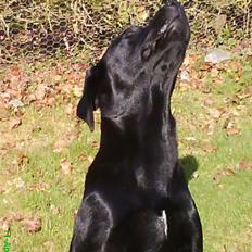 Labrador retriever Balou