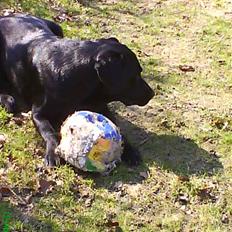 Labrador retriever Balou