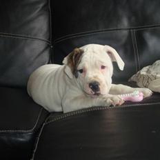 Amerikansk bulldog Uffe R.I.P.