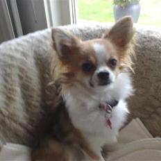 Chihuahua sisi