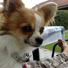 Chihuahua sisi