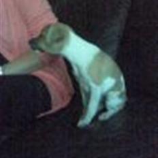 Blanding af racer Luca