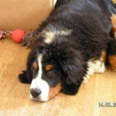 Berner sennenhund Anton